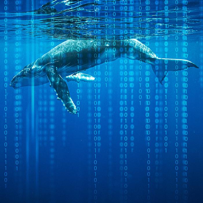 Whaling phishing: Understanding and defending against high-profile cyber attacks